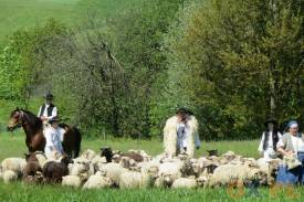 Owce w jedno stado spędzał konno jeden z pasterzy, fot. indi