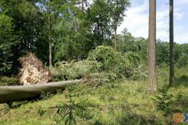 Nawałnica z  7 lipca wyrządziła wiele szkód w lasach straty w Nadleśnictwie Ustroń. fot. Nadleśnictwo Ustroń