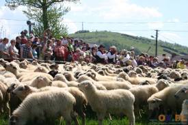 Miyszani owiec w Koniakowie, fot. NG
