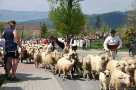 Owce wyruszają na Ochodzitą, fot.NG