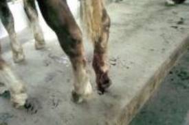 Przewracająca się przegroda poraniła nogi koni.FOTO ITD